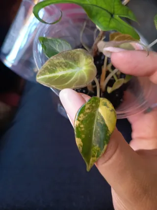 Alocasia Black Velvet Gold