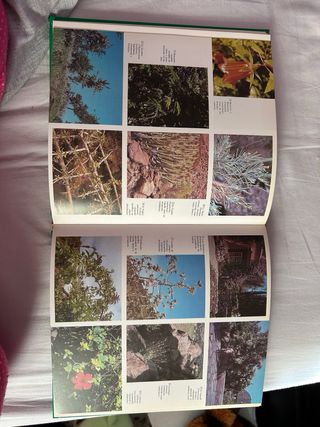 Diccionario botanico canario manual etimológico