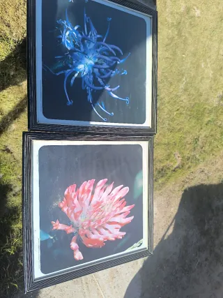 Set di 2 quadri con fiori astratti