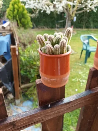 Cactus en maceta de barro
