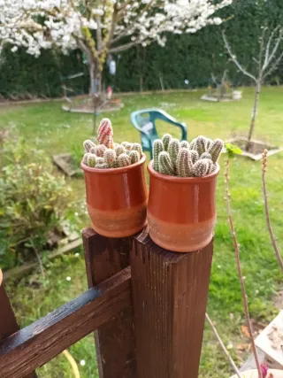 Cactus en maceta de barro