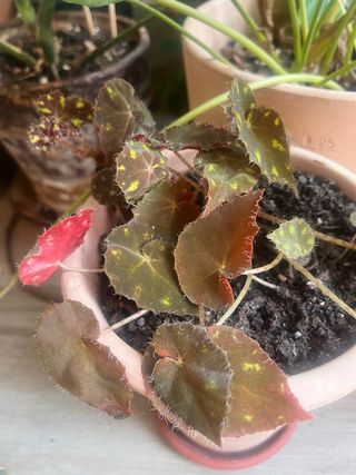 Planta Begonia ‘tiger paws’