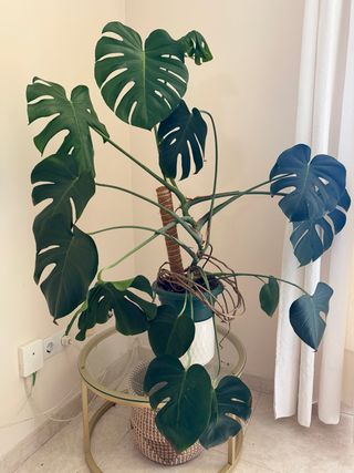 Monstera Deliciosa Costilla de Adán