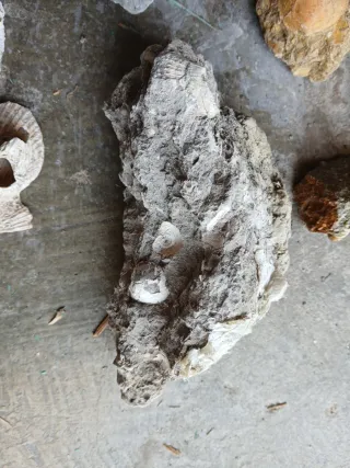 Materiale geologico marino e fossili