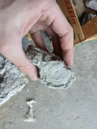 Materiale geologico marino e fossili