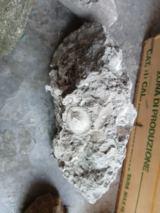 Materiale geologico marino e fossili