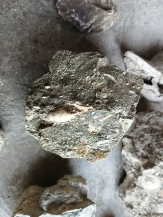 Materiale geologico marino e fossili