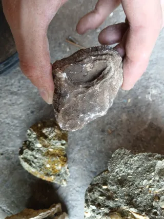 Materiale geologico marino e fossili
