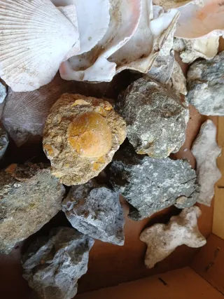 Materiale geologico marino e fossili