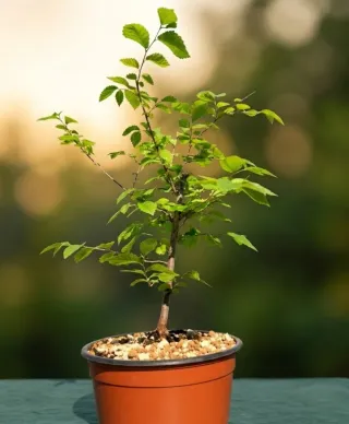 PREBONSÁI OLMO. ULMUS PUMILA