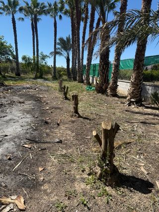 Palmeras y olivos en venta