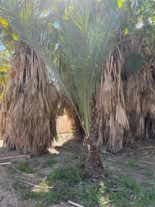 Palmeras y olivos en venta
