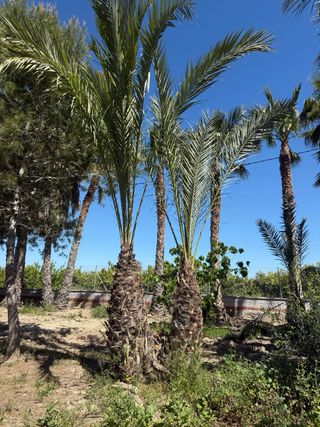 Palmeras y olivos en venta