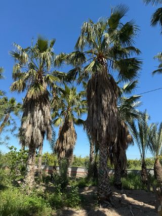 Palmeras y olivos en venta