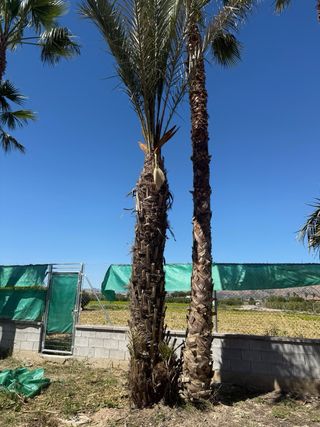 Palmeras y olivos en venta