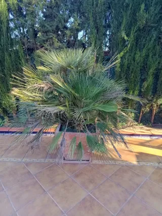 Palmera Palmito en Maceta