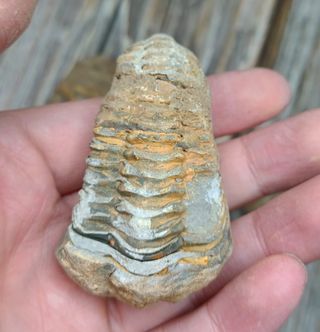 Lote de 5 Trilobites Fósiles