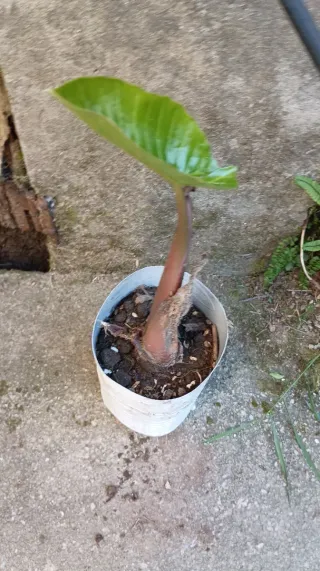 Alocasia Oreja de Elefante