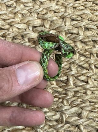 Anello vera pelle pregiata