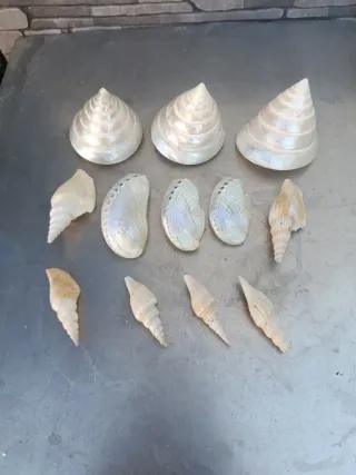 Lote de Conchas Nacaradas y Variadas
