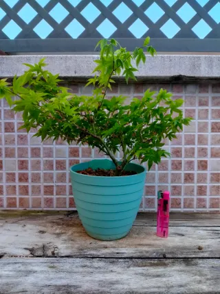 Bonsai Acer palmatum Little Princess