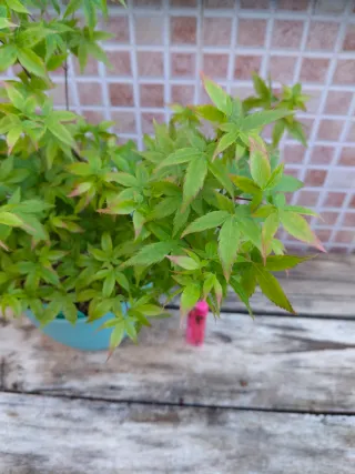 Bonsai Acer palmatum Little Princess