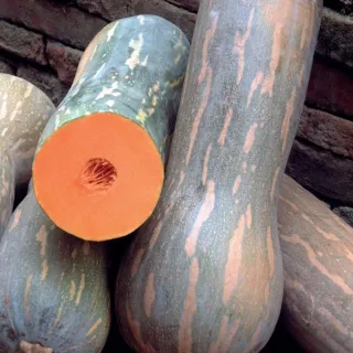 25 Semi Zucca Napoletana
