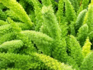 25 Semi Asparagina (Coda di Volpe)