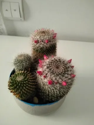 Cactus con flores rosas