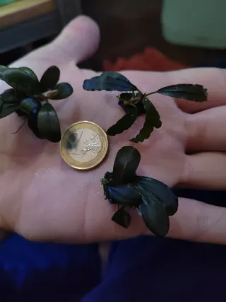 Bucephalandras Plantas Acuario