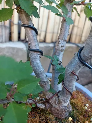 Bonsái Prunus Incisa Kojo No Mai