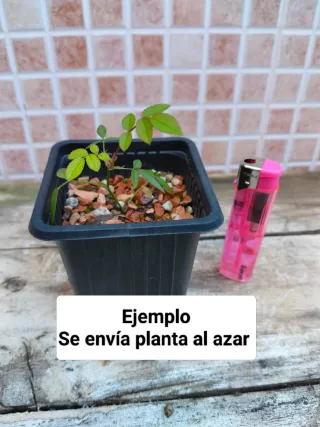 Bonsai Mini Rosal Dot Si