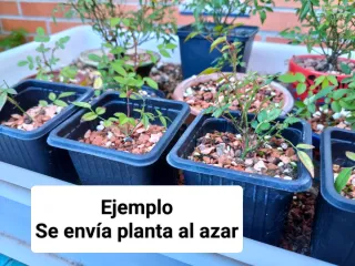 Bonsai Mini Rosal Dot Si