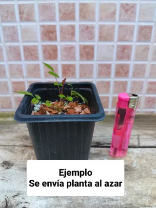 Bonsai Mini Rosal Dot Si
