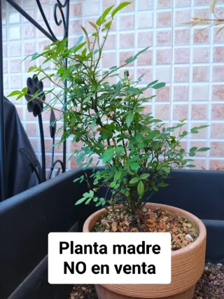 Bonsai Mini Rosal Dot Si