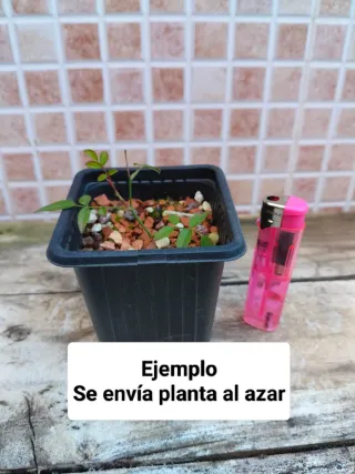 Bonsai Mini Rosal Dot Si