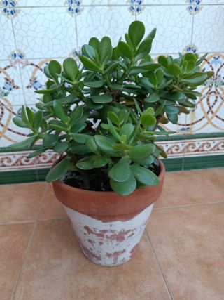 Crassula Ovata varias
