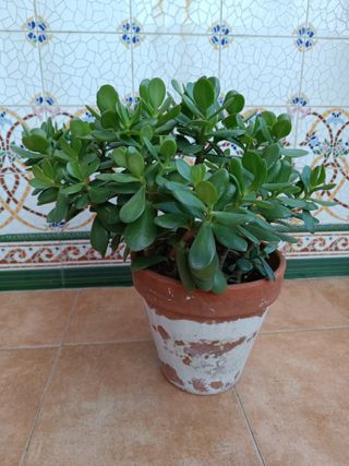 Crassula Ovata varias
