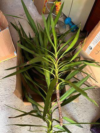 Pianta da esterno Yucca gigante
