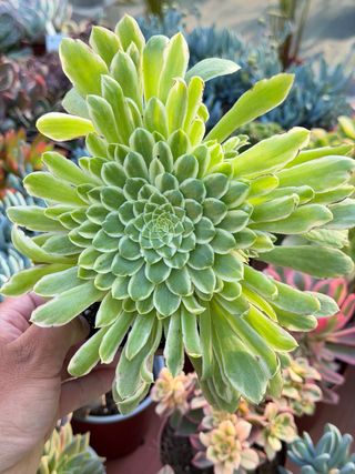 Suculenta en maceta 13cm