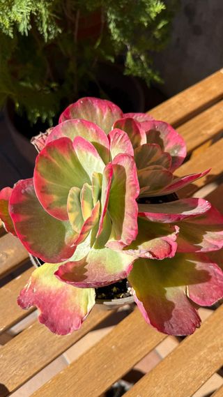 Kalanchoe Thyrsiflora Variegata