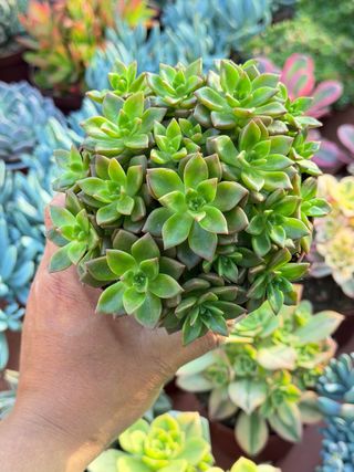 Planta Suculenta en Maceta 13cm