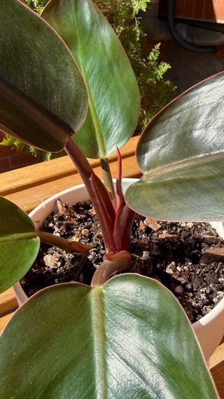 Philodendron Imperial Red Planta