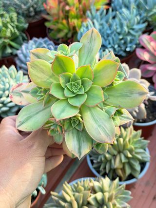 Suculenta variegada en maceta 13cm