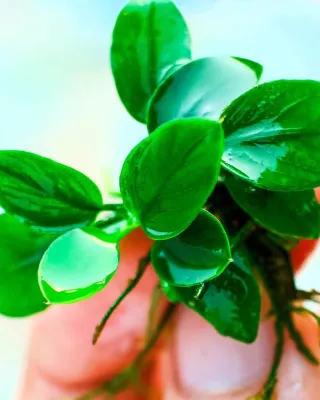 Pack Limnobium, Laevigatum y Anubia