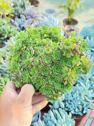 Suculenta en maceta 13cm