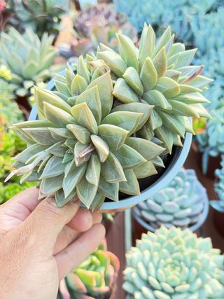 Planta de suculenta en maceta de 13cm