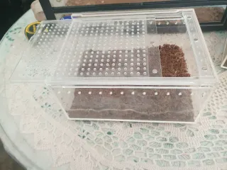 2 Terrario Acrílico