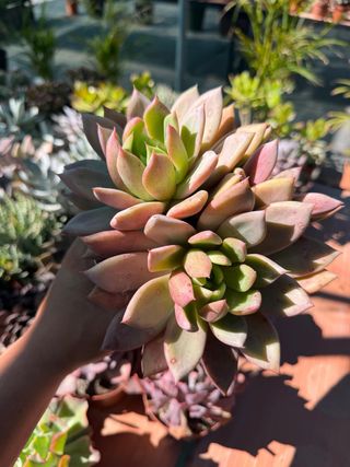 Planta Suculenta Echeveria Maceta 13cm