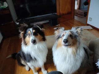 ADIESTRADOR DE PERROS CANINO PERRO